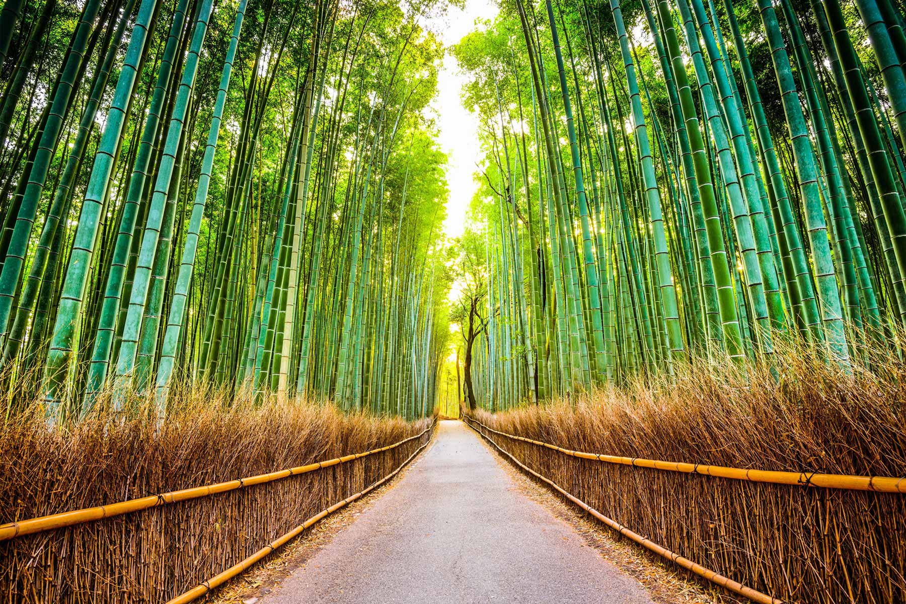 ARASHIYAMA PICNIC TOUR